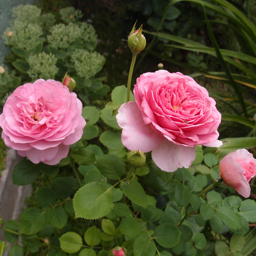 P7304092q.jpg