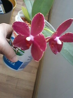 IMG01350.jpg