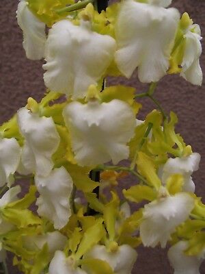 Rare-Oncidium-pupukea-Sunset-alba-orchid-plant-FS.jpg