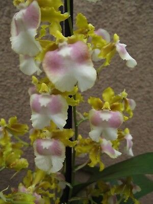 Rare-Oncidium-Pupukea-Sunset-orchid-plant-FS.jpg