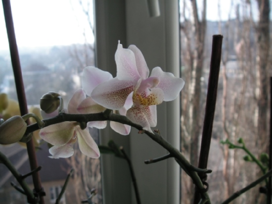 PICT0204-Edited.jpg