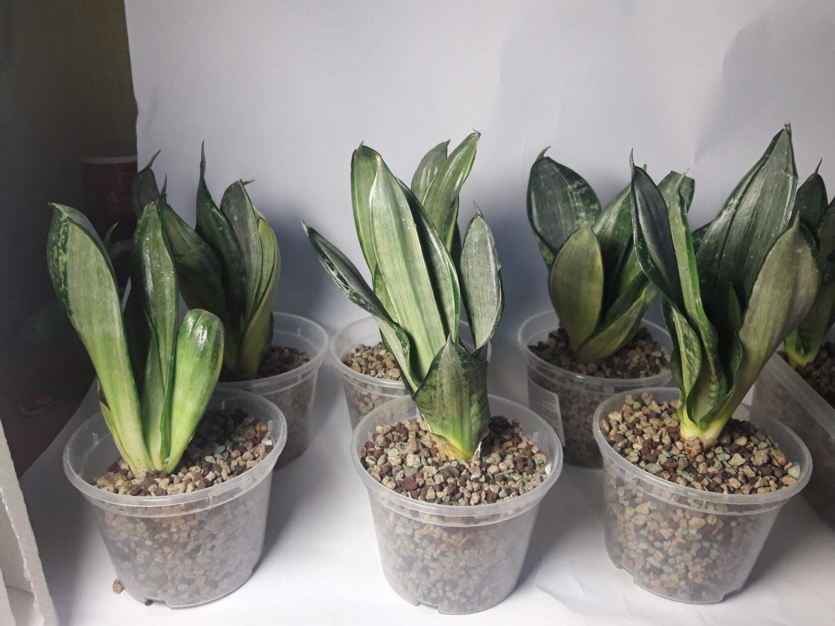 i.jpg