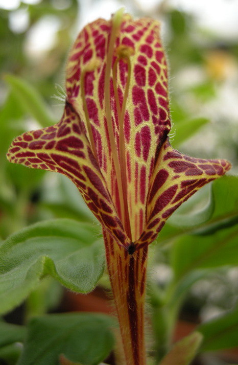 Columnea schiedeana.jpg