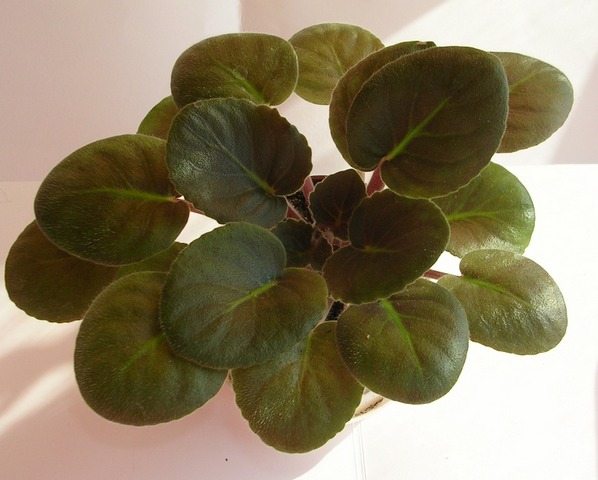 DSCN8247.JPG