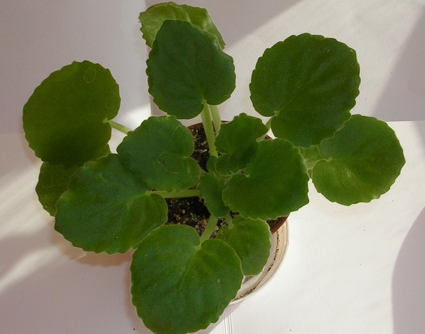 DSCN8248.JPG