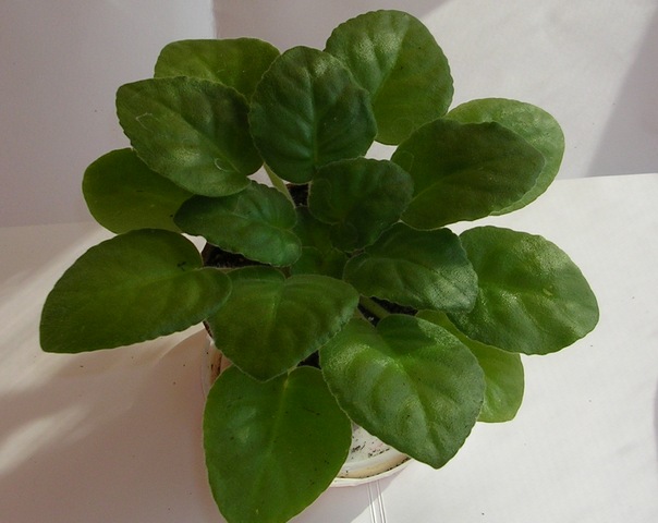DSCN8250.JPG