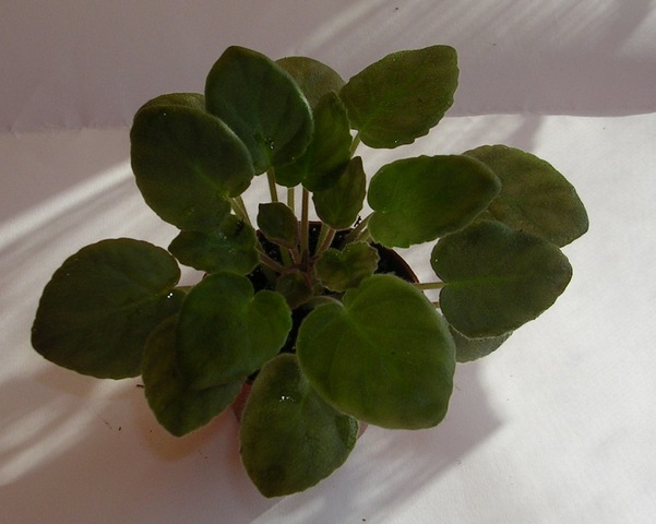 DSCN8265.JPG