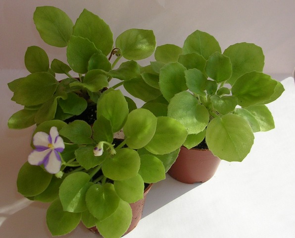 DSCN8263.jpg