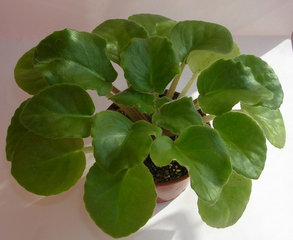 DSCN8266.JPG