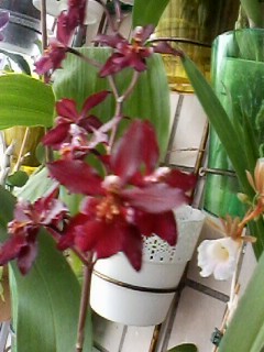 IMG01743.jpg