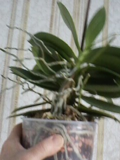 IMG01696.jpg