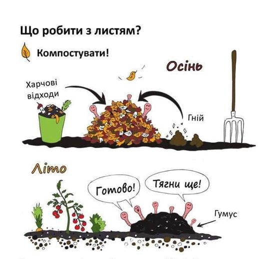 листья осенью на гумус.jpg