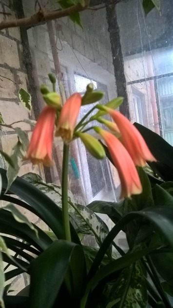 Clivia Cyrtanthiflora -03.jpg