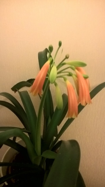 Clivia Cyrtanthiflora -08.jpg