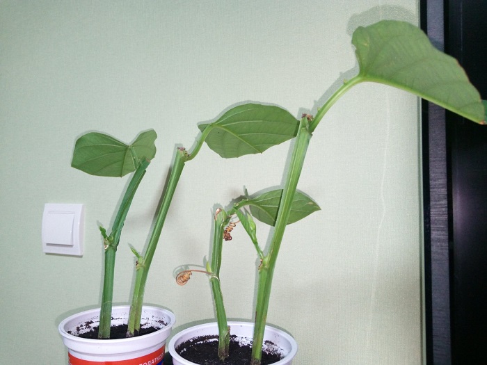 Passiflora_2.jpg