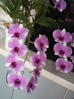 IMG01053.jpg
