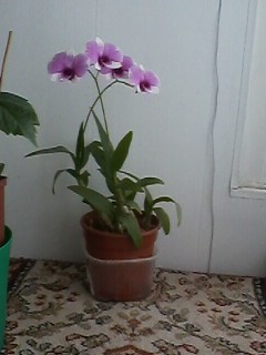 IMG01826.jpg