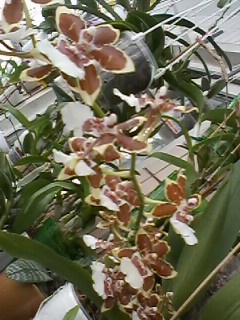 IMG01854.jpg