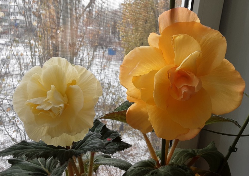 20210410_081555.jpg