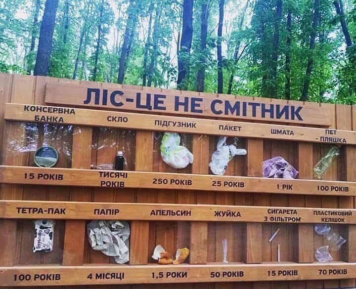 ліс.jpg
