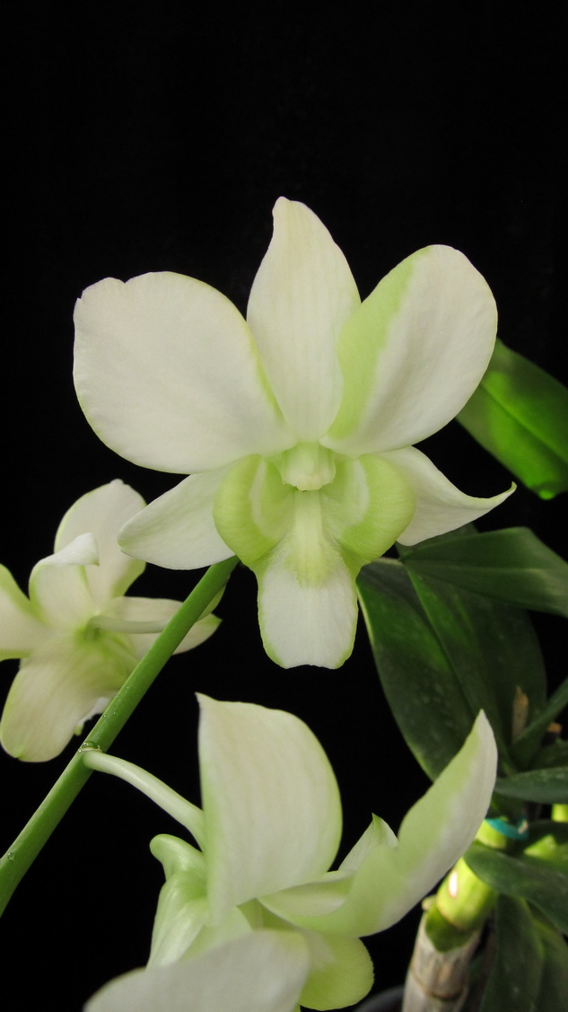 Den. Liberty White  3.jpg