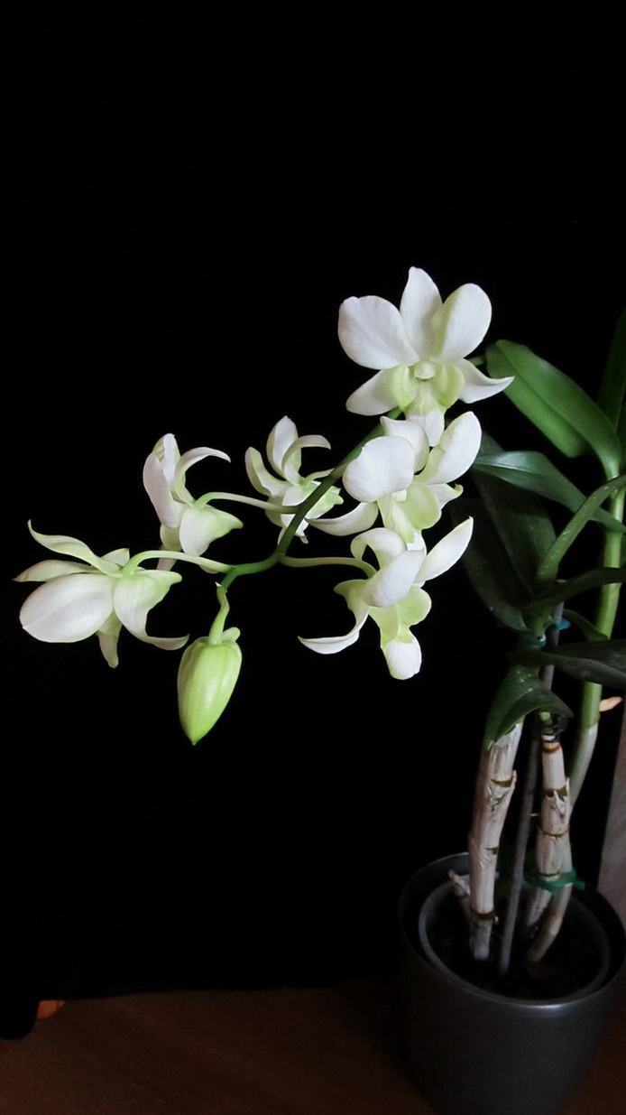 Den. Liberty White  2.jpg