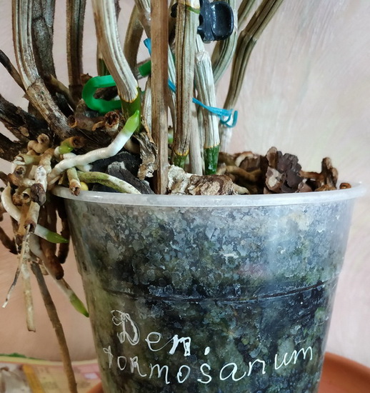 Dendrobium formosanum 2.jpg