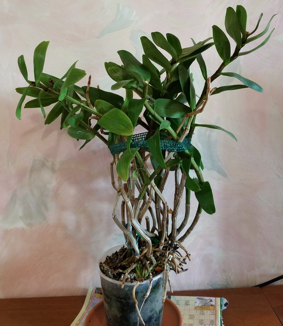 Dendrobium formosanum 1.jpg