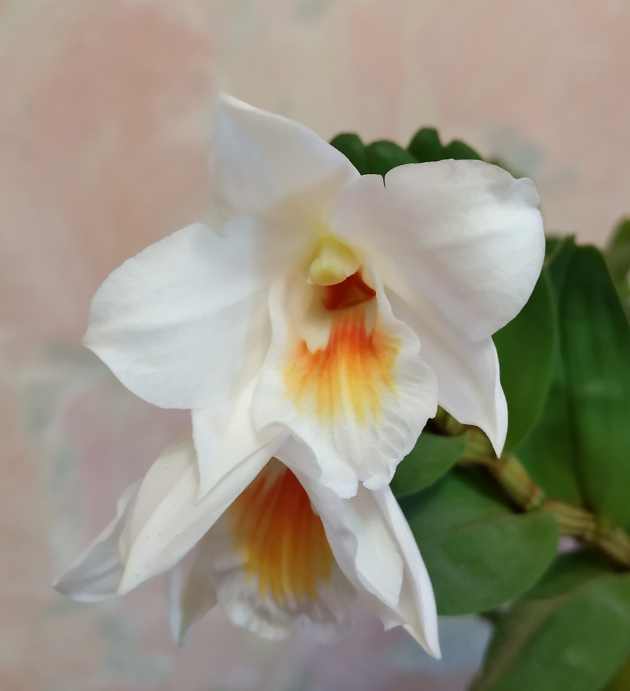Dendrobium formosanum 4.jpg
