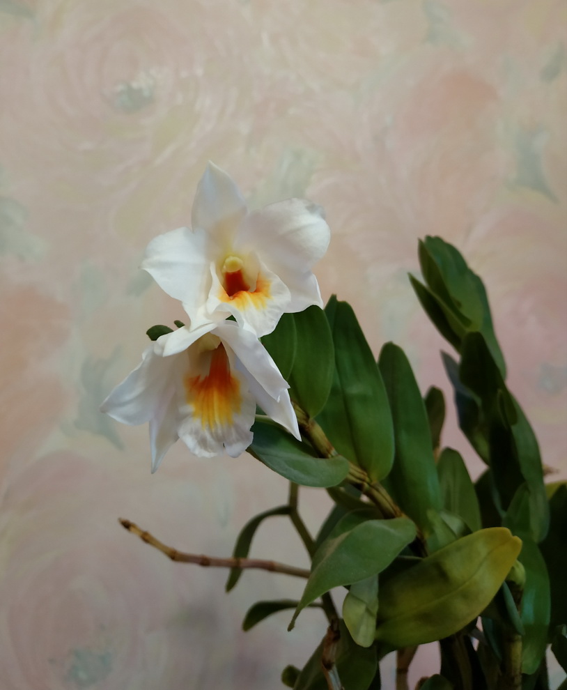 Dendrobium formosanum 3.jpg