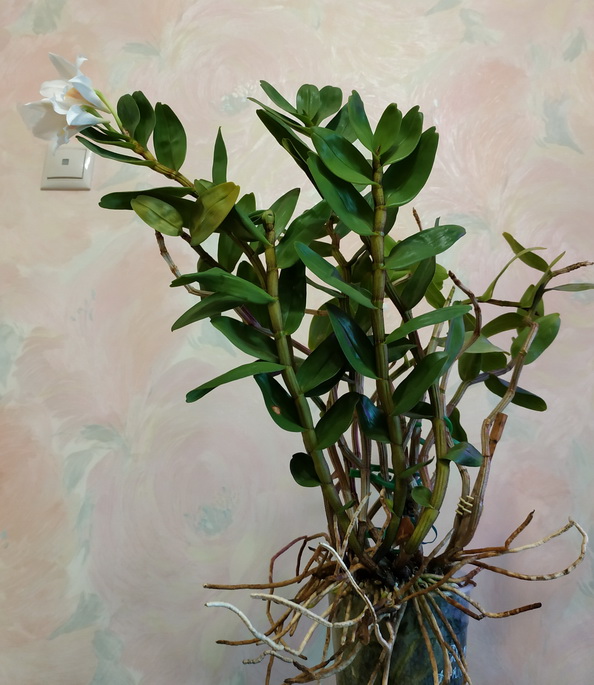 Dendrobium formosanum 5.jpg