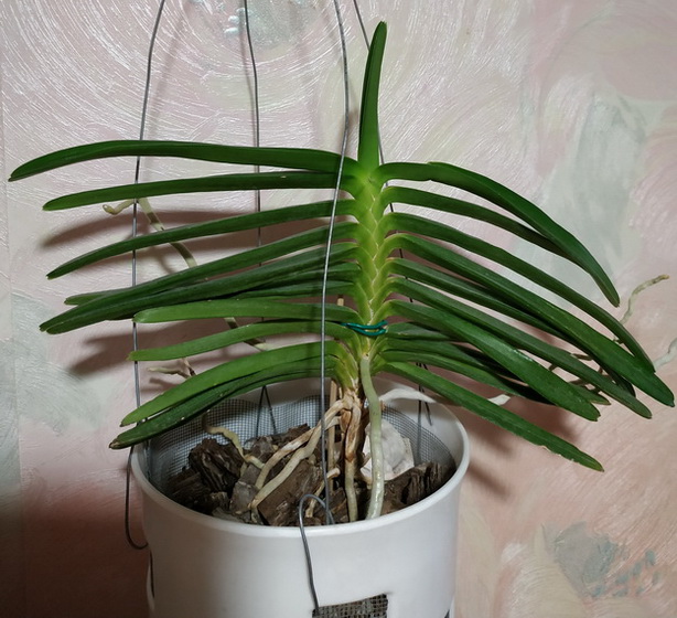Ascocentrum miniatum 2.jpg