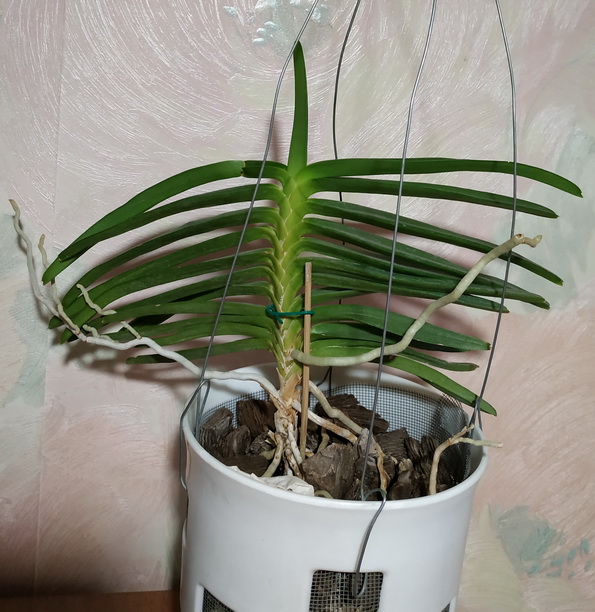 Ascocentrum miniatum 1.jpg
