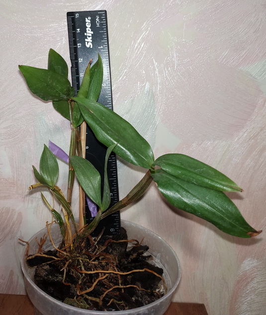 Dendrobium tetragonum var. gigantea 3.jpg