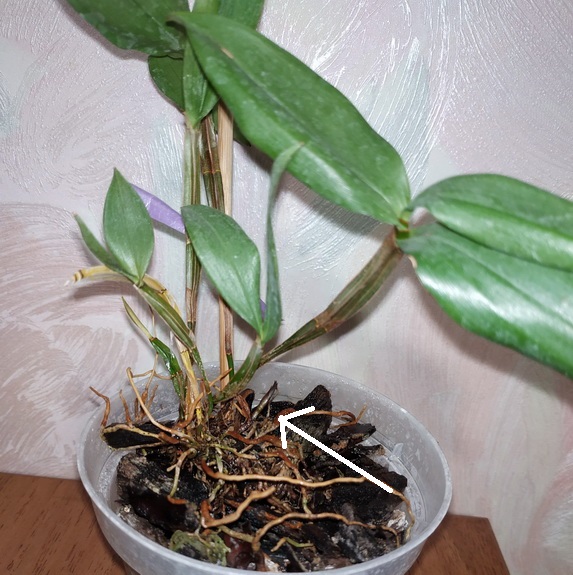 Dendrobium tetragonum var. gigantea 2.jpg