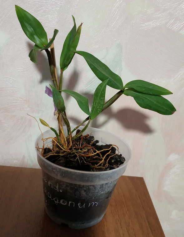 Dendrobium tetragonum var. gigantea 1.jpg