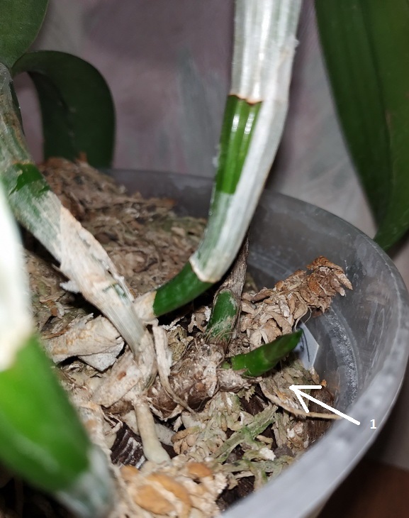 Cattleya Parasytis caerulea 2.jpg