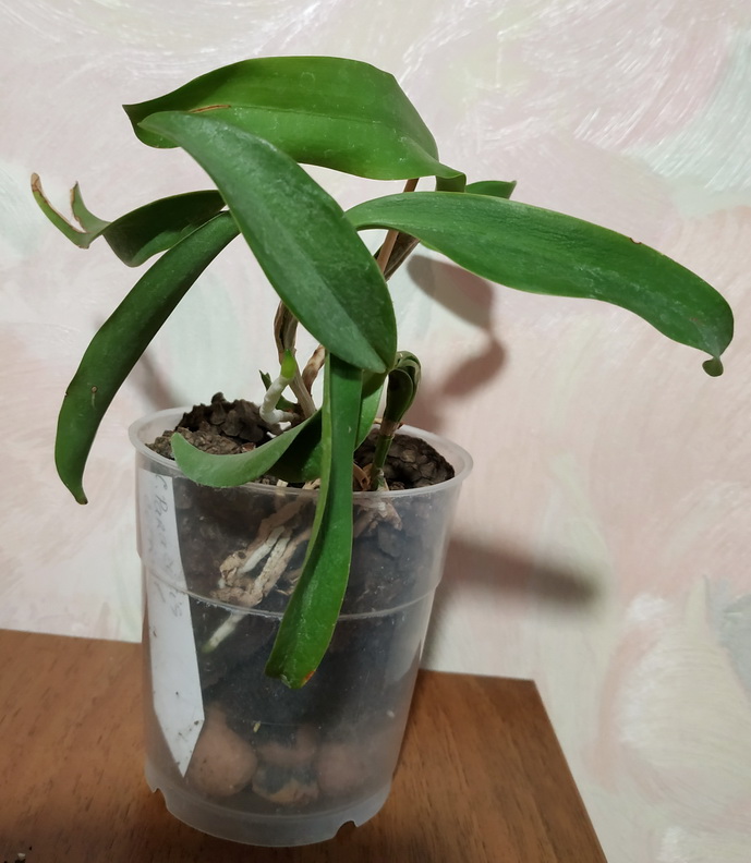 Cattleya Parasytis caerulea 4.jpg
