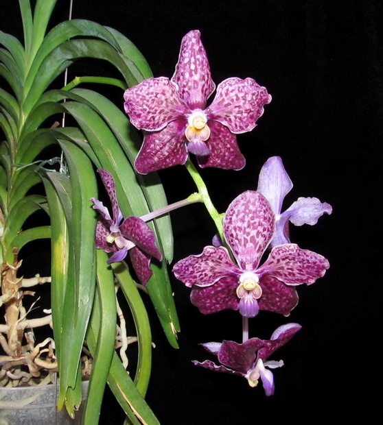 Vanda Kultana Fragrance x Vanda Kultana Ruby 3.jpg
