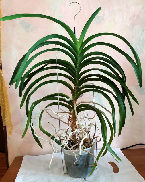 Vanda Kultana Fragrance x Vanda Kultana Ruby 2.jpg