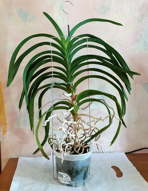 Vanda Kultana Fragrance x Vanda Kultana Ruby 1.jpg