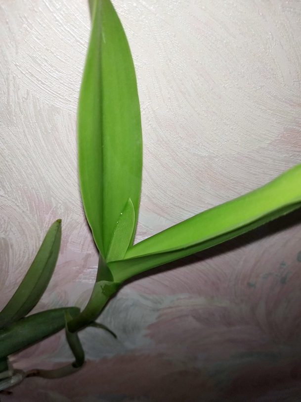 Cattleya Batalinii 'Coerulea'2.jpg