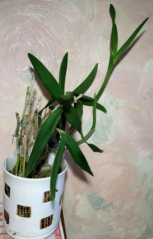 Cattleya Batalinii 'Coerulea'1.jpg