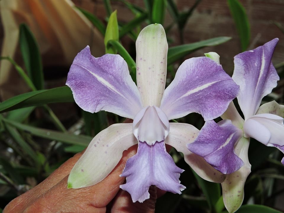 C.Batalini v.coerulea ( bicolor X intermedia v.aquini) -FB 1.jpg