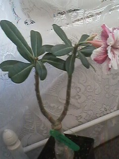 IMG01938.jpg