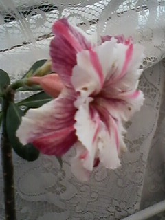 IMG01939.jpg