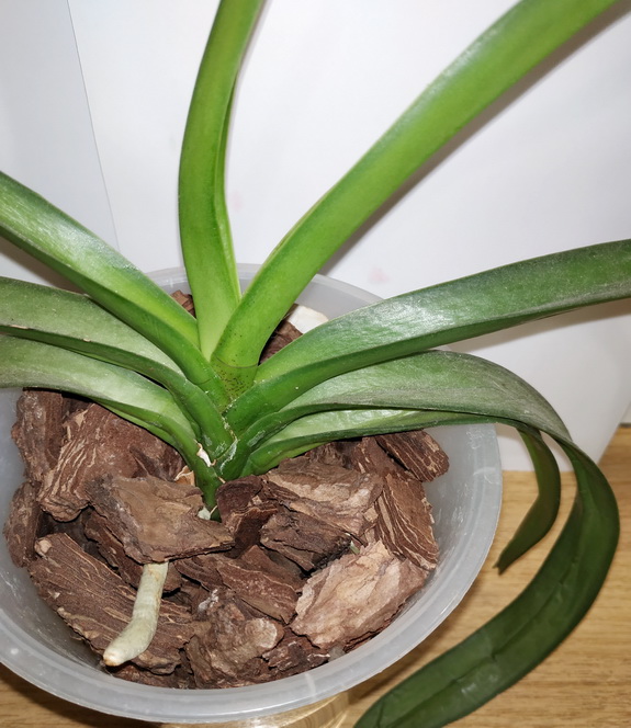 Vandopsis lissochiloides 2.jpg