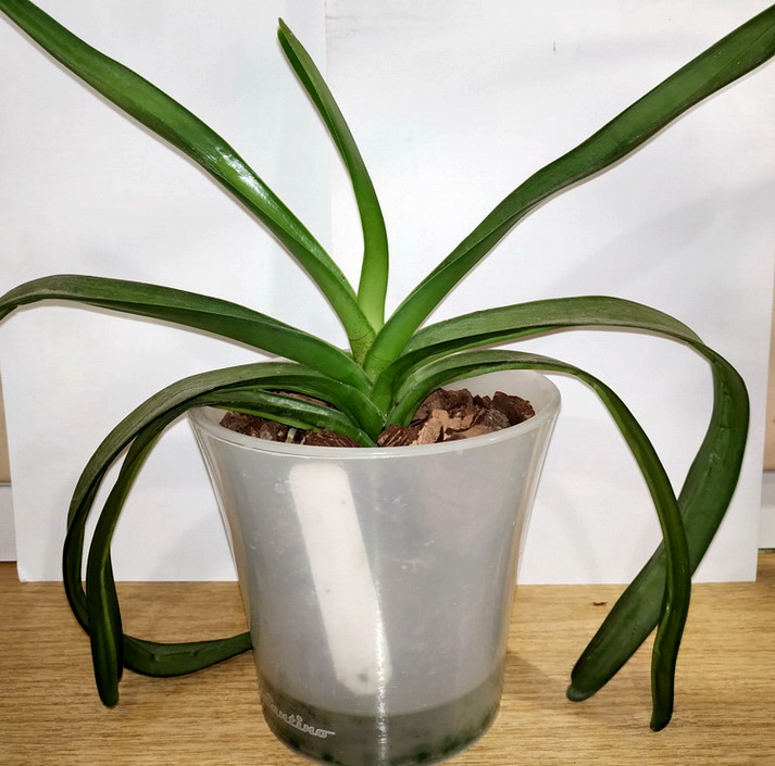 Vandopsis lissochiloides 1.jpg