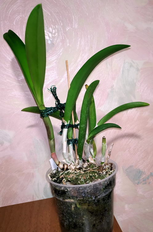 Cattleya walkeriana x Brassocattleya Mаikai 2.jpg