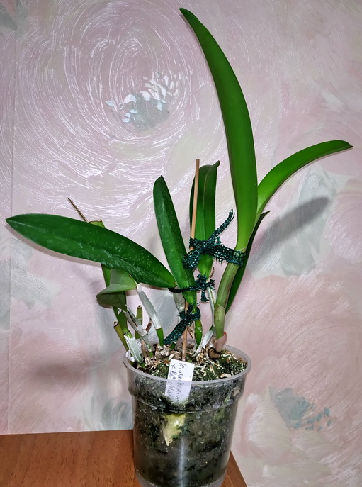Cattleya walkeriana x Brassocattleya Mаikai 1.jpg